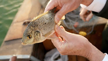 07:55: Guddommelig mat: Sanktpetersfisk og fyll | NRK 2 | 4/4 2026