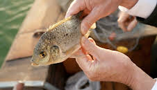Guddommelig mat: Sanktpetersfisk og fyll