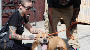 07:40: Pit Bulls & Parolees (S7 E9) (S7) | Animal Planet | 6/20 2026