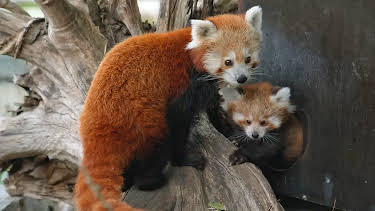 15:45: Seelöwe & Co. - tierisch beliebt | Radio Bremen | 4/3 2026