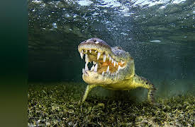Monster Favorites: Man-Eating Super Croc