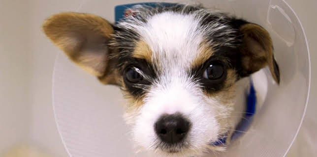 18:25: Der Super-Doc - Einsatz für 4 Pfoten | Sixx | 2/22 2026