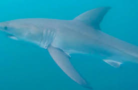 Work on the Wild Side, Season 1: Land and Sea