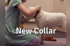 Dog Years: The New Collar