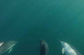 Wild Tube: Episode 10