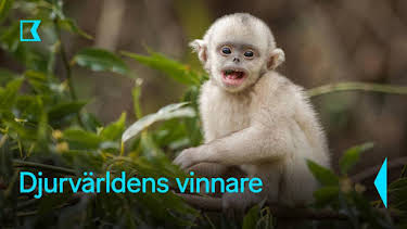 20:10: Djurvärldens vinnare | Kunskapskanalen | 7/11 2026