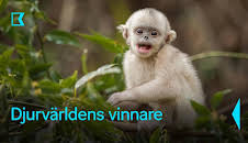 Djurvärldens vinnare
