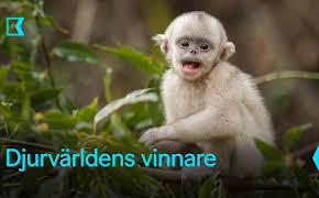 Djurvärldens vinnare