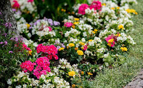 Schnittgut. Alles aus dem Garten