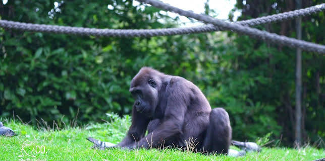 17:10: Seelöwe & Co. - tierisch beliebt (23) | Radio Bremen | 2/2 2026