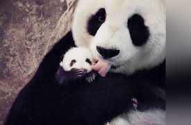 Pandamonium: Welcome to Wolong