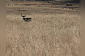Dog Soldier the Coyote Calling and Predator Hunting Show: Nothing is Safe!