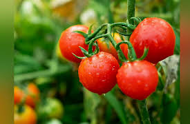 The Botanist's Eye: Identifying the Plants around You: Tomato-Type Eudicots