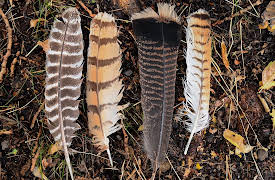 Nature Watching: How to Find and Observe Wildlife: What Feathers Tell Us about Birds and Flight