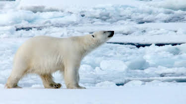 10:00 PM: Conaltradh Creutairean/Wild Talk (S1 E3) (S1) | BBC Alba | 1/22 2026