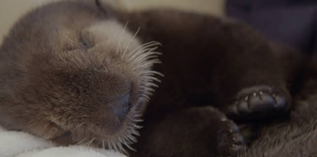 07:40: The Aquarium (S1 E8) (S1) | Animal Planet | 11/20 2025