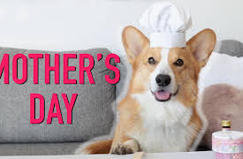Topi the Corgi: Mother's Day