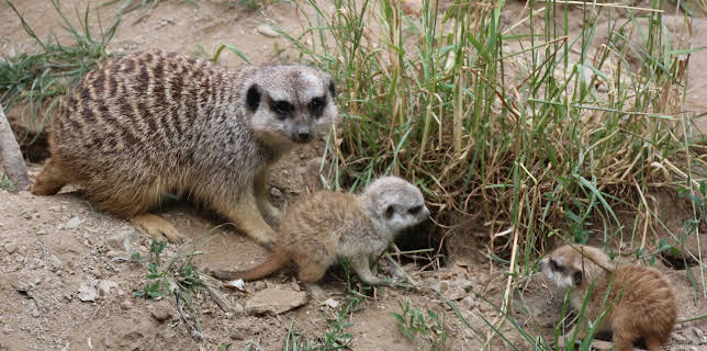 05:50: Giraffe, Erdmännchen & Co. | HR Fernsehen | 1/19 2026