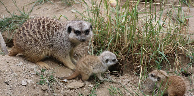 Giraffe, Erdmännchen & Co.