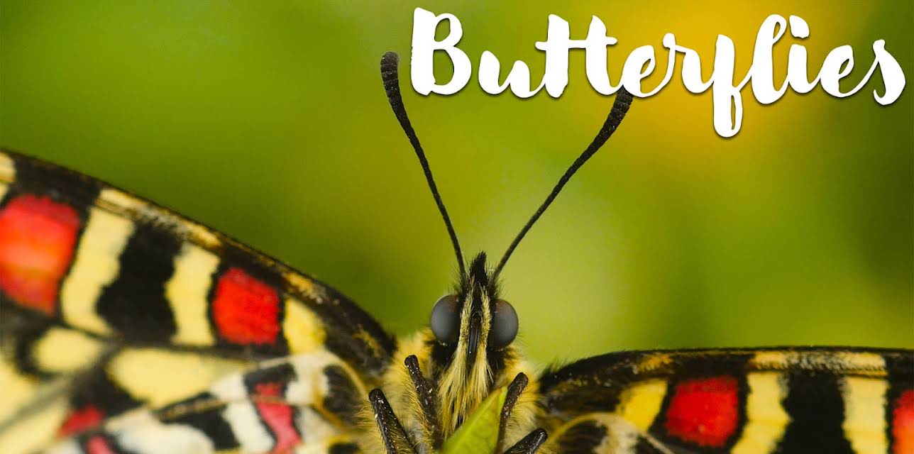 Butterflies (2018)