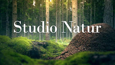 18:55: Studio natur | Kunskapskanalen | 5/29 2026