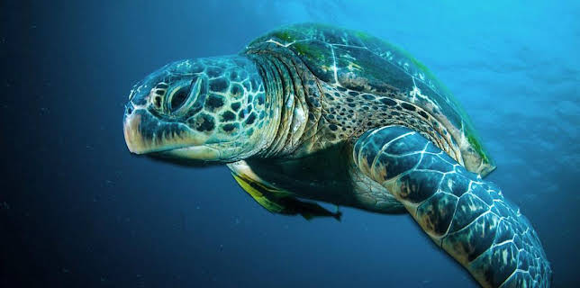 2:40 AM: Turtle, Eagle, Cheetah: A Slow Odyssey | BBC Four | 11/2 2025