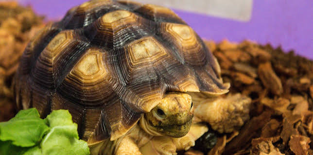 03:00: The Vet Life (S2 E7) (S2) | Animal Planet | 12/13 2025