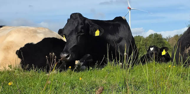 22:00: NDR Story - Das Kuh-Experiment | NDR Fernsehen | 11/24 2025