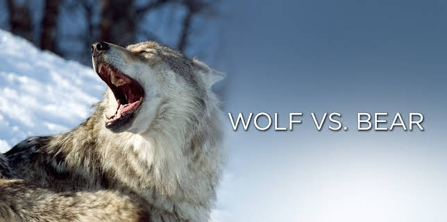 Wolf vs. Bear (2019)