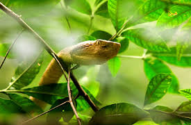 Treasure Quest: Snake Island: Episode 4