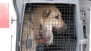 09:20: Animal Cops Houston (S17 E3) (S17) | Animal Planet | 4/3 2026