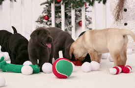 Super Cute Yule Log: Super Cute Yule Log