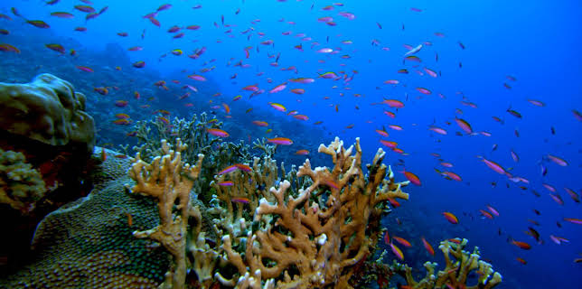 10:40: Geheimnisse der Tiefsee | ZDFneo | 11/2 2025