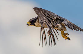 Saving Britain's Wildlife, Season 1: Man vs. Wild