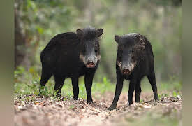 Brazil Untamed: Peccary Party