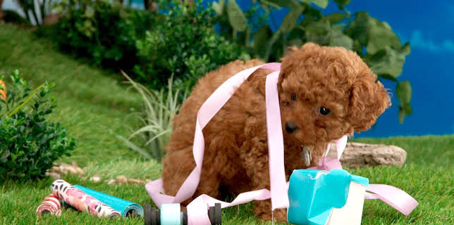 17:15: Rosin og Bolle: Pakke inn | NRK Super | 11/16 2025