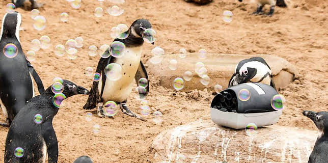 9:55 AM: The Zoo (S1) | CBBC | 12/2 2025