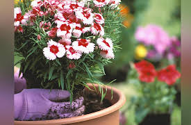 How to Grow Anything: Make Your Trees and Shrubs Thrive: Pruning Shrubs