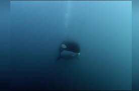 Built for the Kill Season 1: Killer Whale