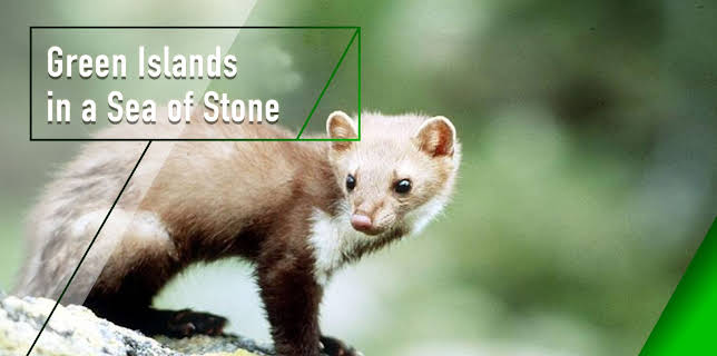 Green Islands in a Sea of Stone (1997)