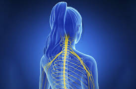 Understanding the Brain: Central Nervous System—Gross Organization