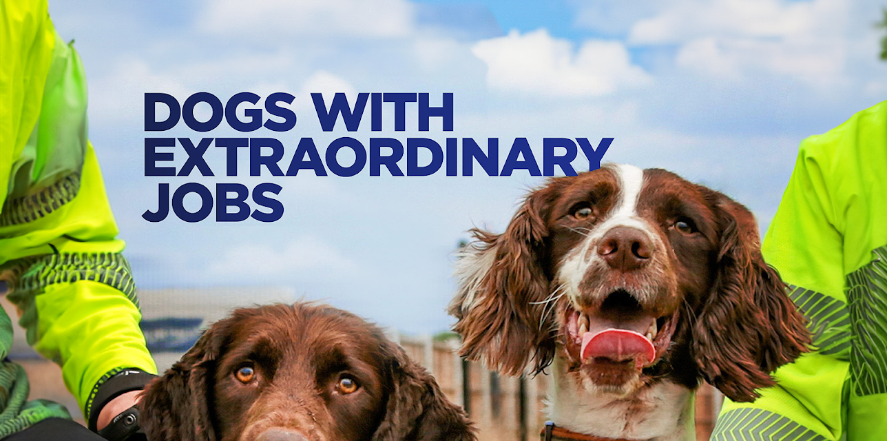 Dogs With Extraordinary Jobs