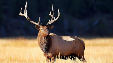4:15 PM: Yellowstone: Wildest Winter to Blazing Summer | BBC Two | 7/15 2026