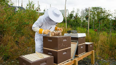 03:35: Draumen om eit småbruk: Hausting av bikubar | NRK 1 | 4/26 2026