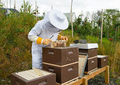 Draumen om eit småbruk: Hausting av bikubar