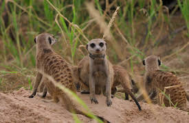 Meerkat Manor: Rise of the Dynasty, Season 1: Turning Tide