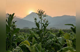 The Ottoman Empire: Timariots, Peasants, and Pastoralists