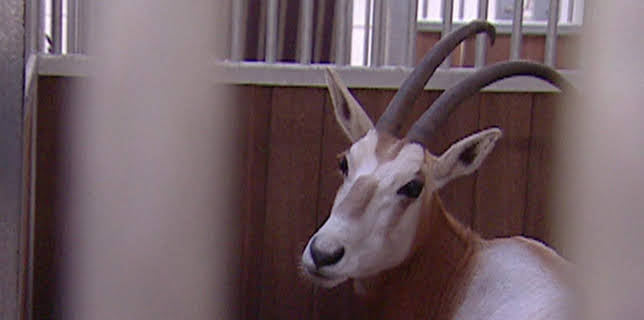 10:35: Elefant, Tiger & Co. (332) | MDR Fernsehen | 3/5 2026