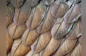 The Scientific Wonder of Birds: Birds and Boeings: The Magic of Flight