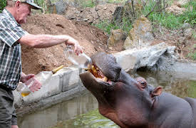 Preposterous Pets: Episode 3